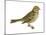 Vesper Sparrow (Pooecetes Gramineus), Birds-Encyclopaedia Britannica-Mounted Poster