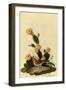 Vesper Sparrow-John James Audubon-Framed Premium Giclee Print