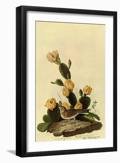 Vesper Sparrow-John James Audubon-Framed Premium Giclee Print
