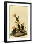 Vesper Sparrow-John James Audubon-Framed Giclee Print