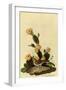 Vesper Sparrow-John James Audubon-Framed Giclee Print