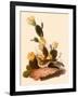 Vesper Sparrow-null-Framed Giclee Print