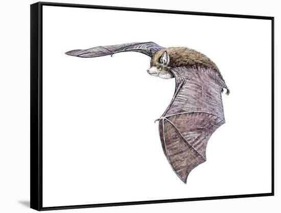 Vespertiliavus Bat-null-Framed Stretched Canvas