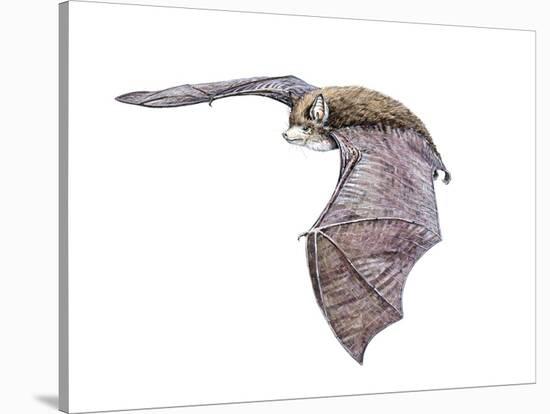 Vespertiliavus Bat-null-Stretched Canvas