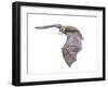 Vespertiliavus Bat-null-Framed Photographic Print