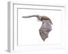 Vespertiliavus Bat-null-Framed Photographic Print