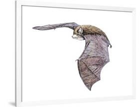 Vespertiliavus Bat-null-Framed Photographic Print