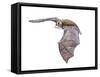 Vespertiliavus Bat-null-Framed Stretched Canvas