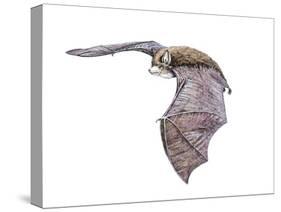 Vespertiliavus Bat-null-Stretched Canvas