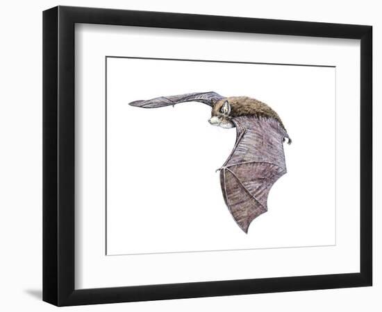 Vespertiliavus Bat-null-Framed Photographic Print