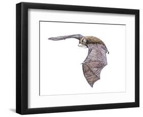 Vespertiliavus Bat-null-Framed Photographic Print