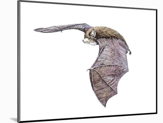 Vespertiliavus Bat-null-Mounted Photographic Print