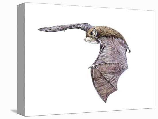 Vespertiliavus Bat-null-Stretched Canvas