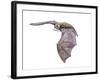 Vespertiliavus Bat-null-Framed Photographic Print