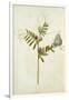 Vetch and Black Veined White Butterfly-Jacques Le Moyne De Morgues-Framed Giclee Print