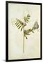 Vetch and Black Veined White Butterfly-Jacques Le Moyne De Morgues-Framed Giclee Print