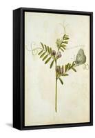 Vetch and Black Veined White Butterfly-Jacques Le Moyne De Morgues-Framed Stretched Canvas