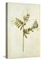 Vetch and Black Veined White Butterfly-Jacques Le Moyne De Morgues-Stretched Canvas