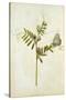 Vetch and Black Veined White Butterfly-Jacques Le Moyne De Morgues-Stretched Canvas