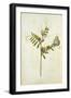 Vetch and Black Veined White Butterfly-Jacques Le Moyne De Morgues-Framed Giclee Print