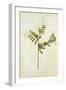 Vetch and Black Veined White Butterfly-Jacques Le Moyne De Morgues-Framed Giclee Print