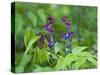 Vetch (Lathyrus Odoratus) in Flower, Matsalu National Park, Estonia, May 2009-Rautiainen-Stretched Canvas