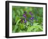 Vetch (Lathyrus Odoratus) in Flower, Matsalu National Park, Estonia, May 2009-Rautiainen-Framed Photographic Print