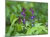 Vetch (Lathyrus Odoratus) in Flower, Matsalu National Park, Estonia, May 2009-Rautiainen-Mounted Photographic Print