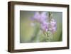 Vetch-Jean Schwarz-Framed Photographic Print