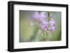 Vetch-Jean Schwarz-Framed Photographic Print