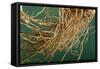 Vetiver Roots-null-Framed Stretched Canvas