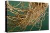 Vetiver Roots-null-Stretched Canvas