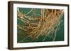 Vetiver Roots-null-Framed Photographic Print