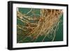 Vetiver Roots-null-Framed Photographic Print