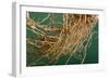 Vetiver Roots-null-Framed Photographic Print