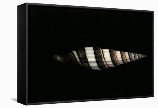 Vexillum Regina Filiareginae-Paul Starosta-Framed Stretched Canvas