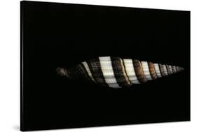Vexillum Regina Filiareginae-Paul Starosta-Stretched Canvas