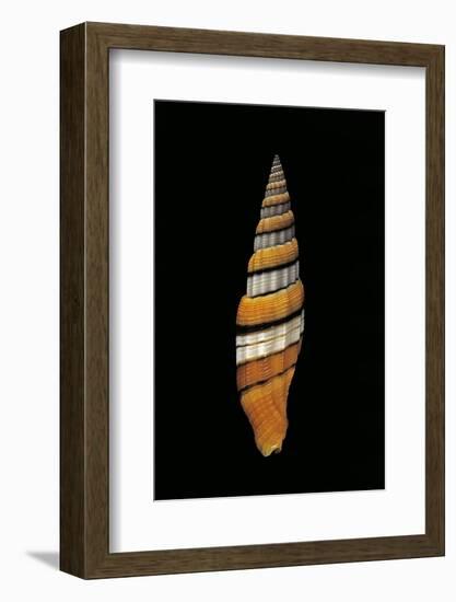 Vexillum Regina-Paul Starosta-Framed Photographic Print