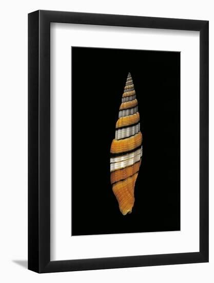 Vexillum Regina-Paul Starosta-Framed Photographic Print