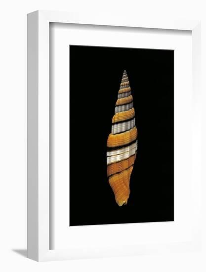 Vexillum Regina-Paul Starosta-Framed Photographic Print