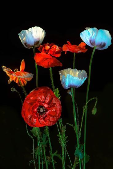 Photographic Print, , large