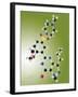 Viagra Drug Molecule-Miriam Maslo-Framed Photographic Print