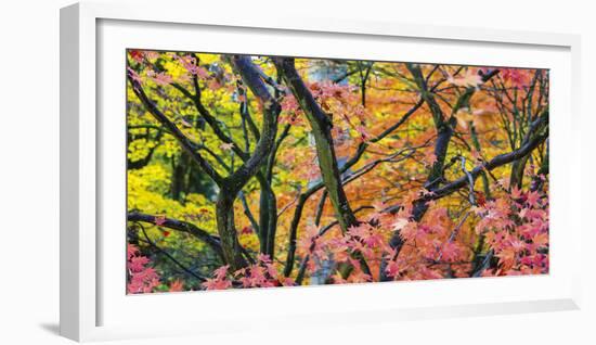 Vibrant Autumn-Peter Adams-Framed Giclee Print