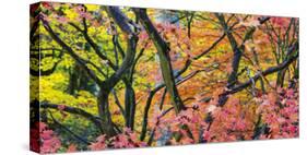 Vibrant Autumn-Peter Adams-Stretched Canvas