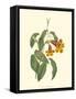 Vibrant Blooms I-Sydenham Teast Edwards-Framed Stretched Canvas