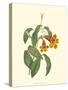 Vibrant Blooms I-Sydenham Teast Edwards-Stretched Canvas