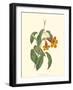 Vibrant Blooms I-Sydenham Teast Edwards-Framed Art Print