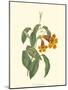 Vibrant Blooms I-Sydenham Teast Edwards-Mounted Art Print