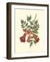 Vibrant Blooms II-Sydenham Teast Edwards-Framed Art Print