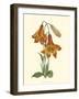 Vibrant Blooms III-Sydenham Teast Edwards-Framed Art Print